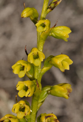 Benthamia latifolia.