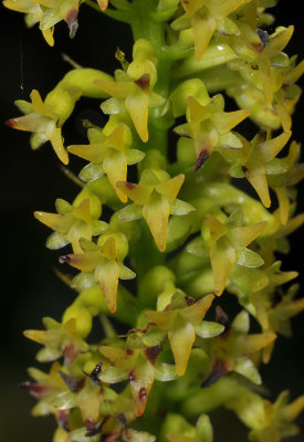 Benthamia nigrescens. Close-up.