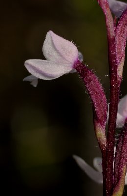 Cynorkis beviplectra. Close-up side.