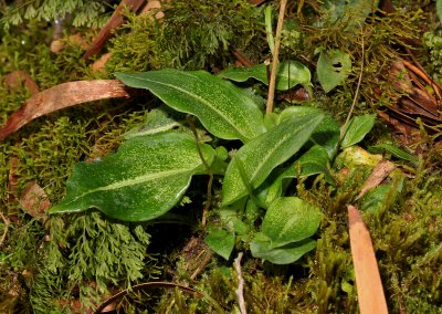 Cynorkis ridleyi. Foliage.