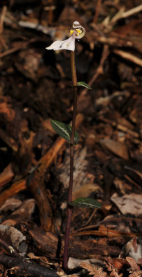 Disperis tripetaloides