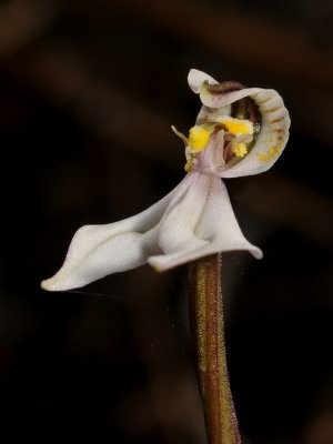 Disperis tripetaloides. Close-up side.