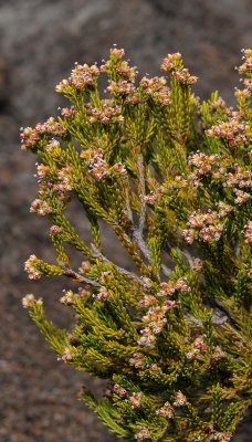 Erica reunionensis.