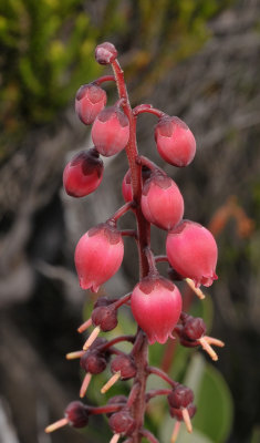 Agarista buxifolia. Close-up.