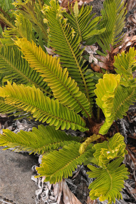 Blechnum tabulare. From above.