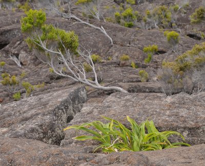 Vegetation on Piton de la Fournaise with Erica reunionensis and Cordyline mauritiana.