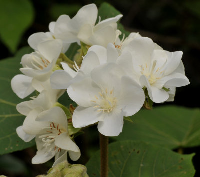 Dombeya acutangula subsp. acutangula var. acutangula. Close-up.