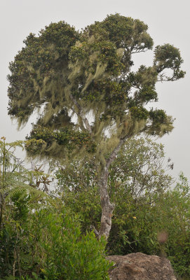 Eugenia buxifolia.