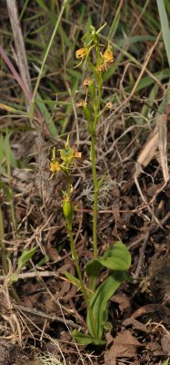 Liparis nectarina.