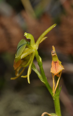 Liparis nectarina. Close-up. Side.