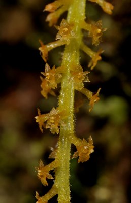 Oberonia disticha. Close-up.