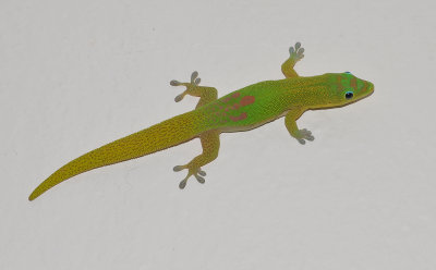 Phelsuma laticauda