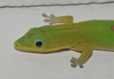 Phelsuma  laticauda. Close-up.