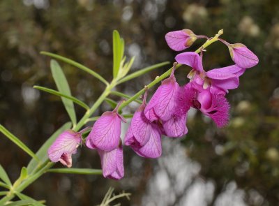 Polygala virgata.