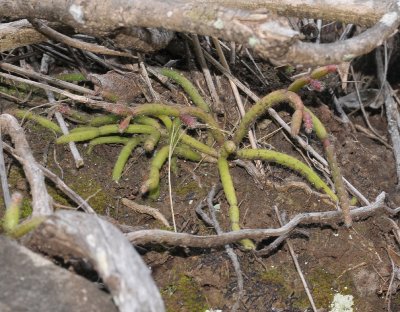 Rhipsalis baccifer.