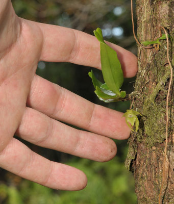 Aeranthes tenella var. borbonica. With fingers.