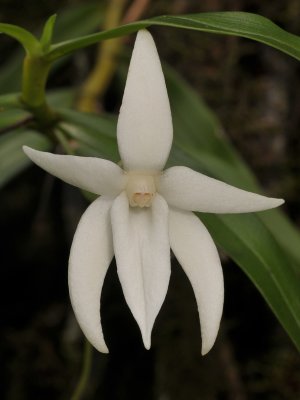 Angraecum mauritianum
