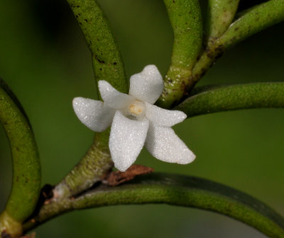 Angraecum pectinatum. Close-up.