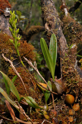 Bulbophyllum cylindrocarpum.
