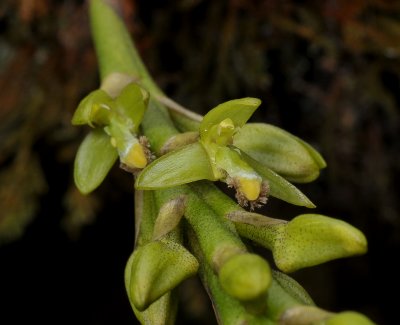 Bulbophyllum cylindrocarpu