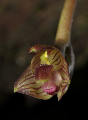 Bulbophyllum macrocarpum