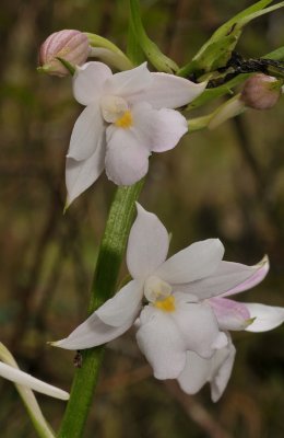 Calanthe sylvatica. Close-up.