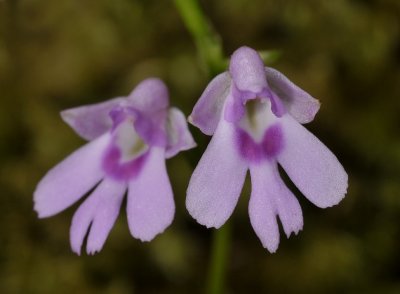 Physoceras sp. aff. boryanum. Close-up.