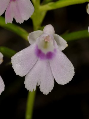 Physoceras sp. aff. boryanum. Close-up.