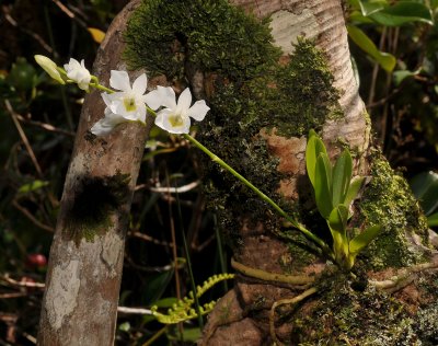 Beclardia macrostachya.