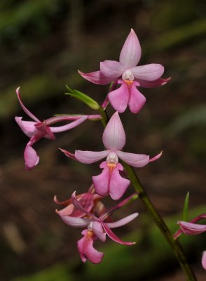 Calanthe sylvatica