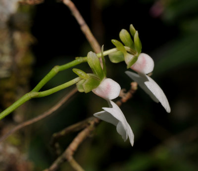 Oeonia rosea. Close-up side.