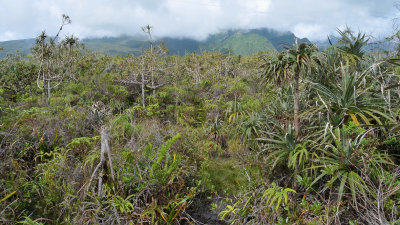 Pandanus montanus swamp.