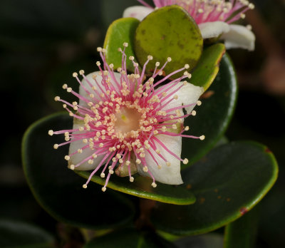 Eugenia buxifolia. Close-up.