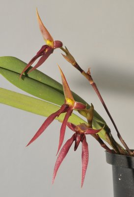  Bulbophyllum levanae.
