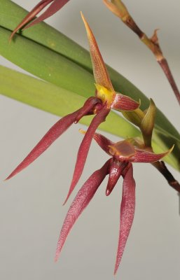 Bulbophyllum levanae. Closer.