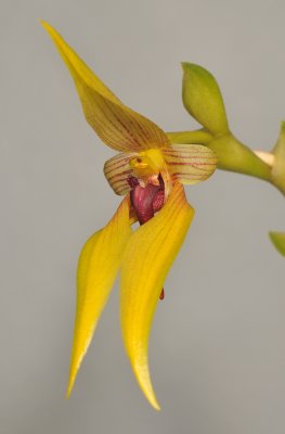 Bulbophyllum amplebracteatum subsp. orthoglossum.