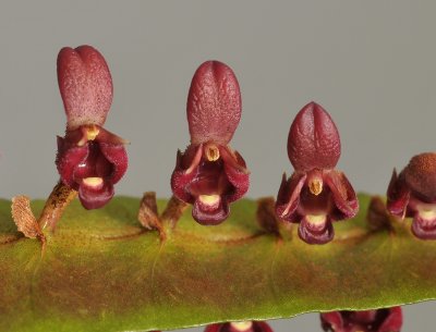Bulbophyllum falcatum var. velutinum. Close-up.