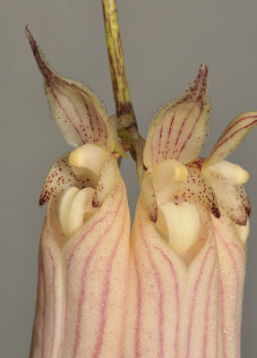 Bulbophyllum longissimum. Close-up.