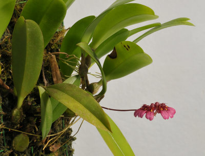 Bulbophyllum coroliferum