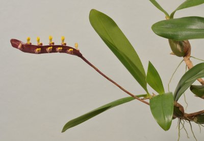 Bulbophyllum falcatum var. falcatum