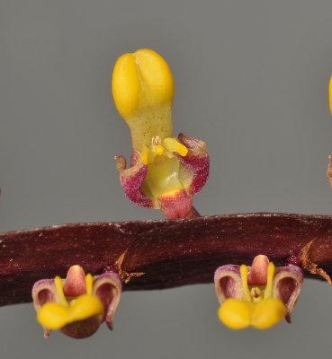 Bulbophyllum falcatum var. falcatum. Close-up.
