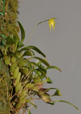 Bulbophyllum discolor