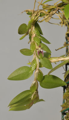 Bulbophyllum nummularioides