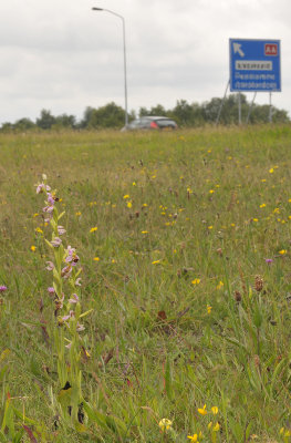 Ophrys apifera. Locally a common plant in roadside grasslands