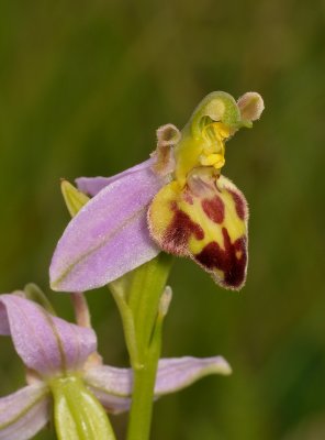 Ophrys apifera f. belgarum. Close-up.