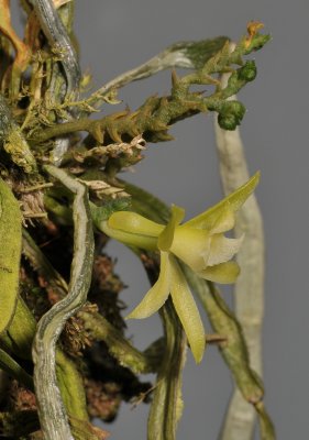 Taeniophyllum antennatum. Close-up side.