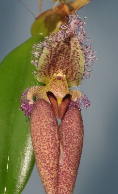 Bulbophyllum fascinator. Close-up.