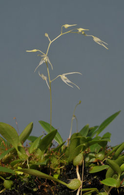 Bulbophyllum oreodoxa