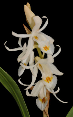 Coelogyne stricta. Closer.