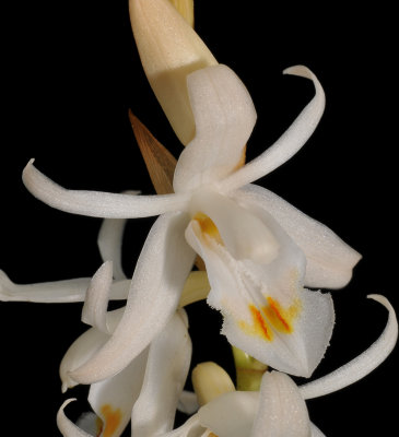 Coelogyne stricta. Close-up.